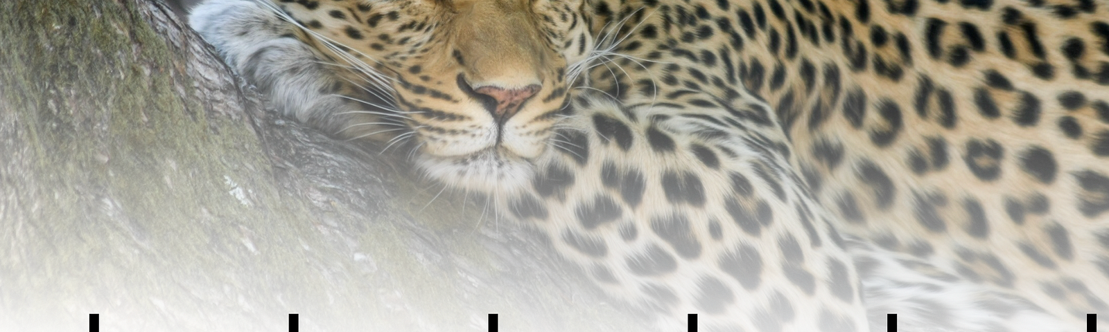 Leopard in a tree, with typographical marks in a repeating pattern at the bottom of the image