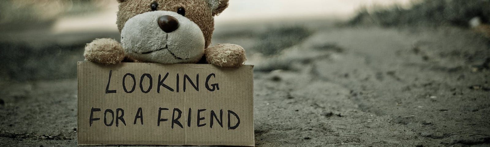 A cute teddy bear holding a sign that says: “Looking for a friend.”