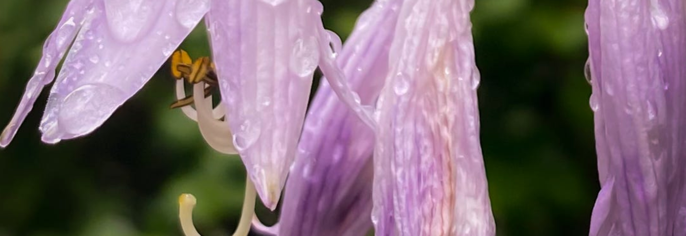 Tears, rain, the feminine spirit emerging | garden flowers | nature photography by pockett dessert