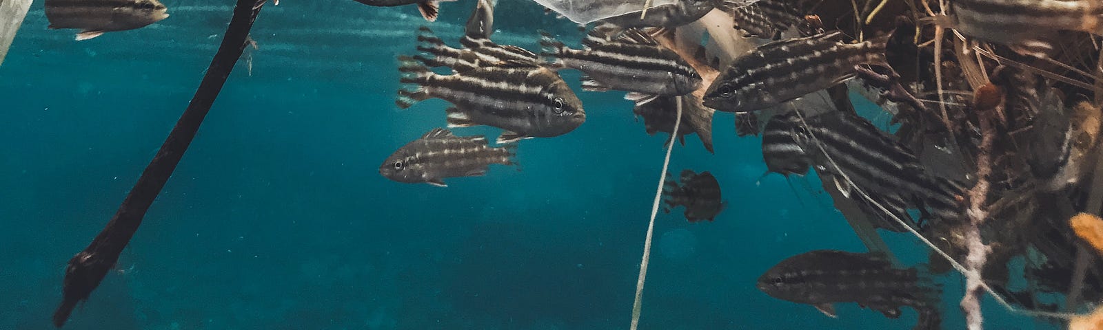 Plastic waste in the water surrounded by small black and white striped fish
