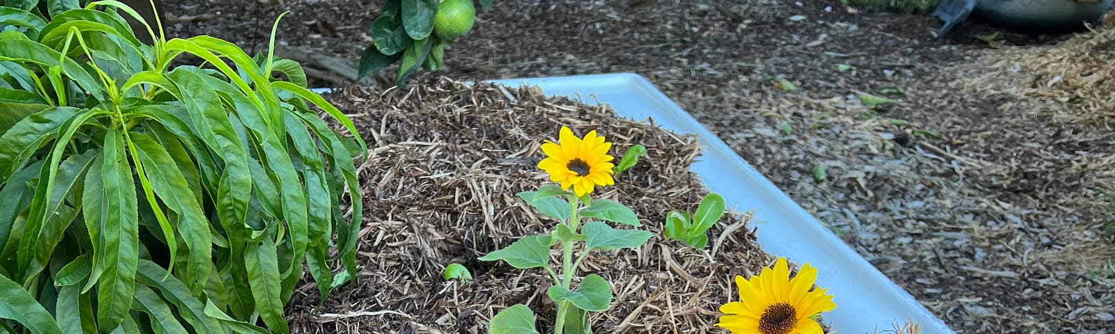 A bathtub growing basil and sunflowers seeds