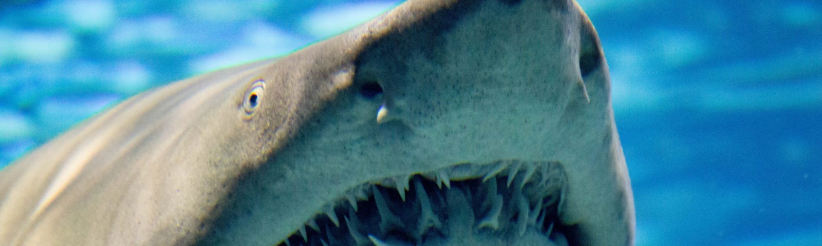 Picture of a shark’s mouth as this story is about my son’s extra teeth.