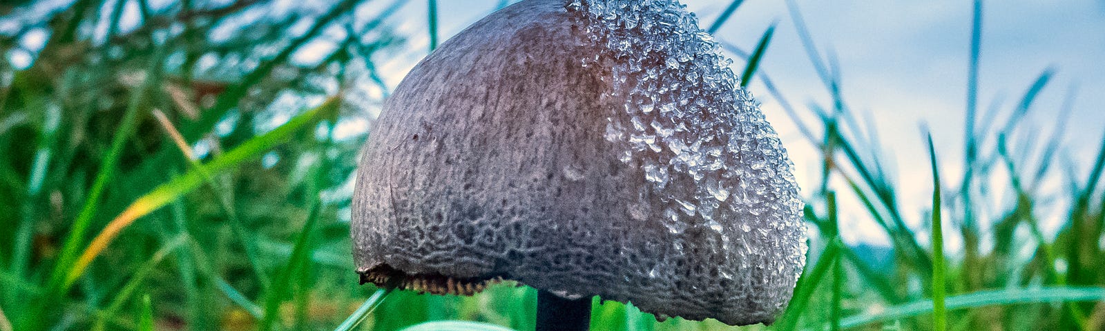 A photo of magic mushrooms, Psilocybe semilanceata, covered in frost.