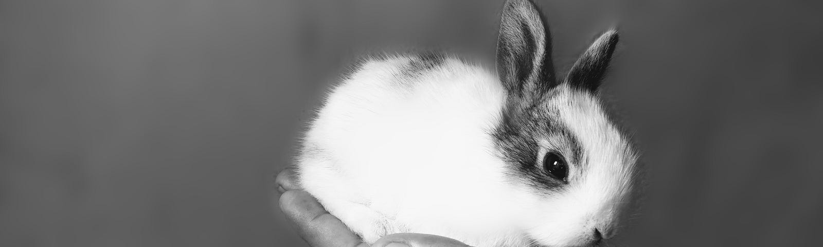 A black and white photo of a small baseball sized bunny sitting in someone’s outstretched hand