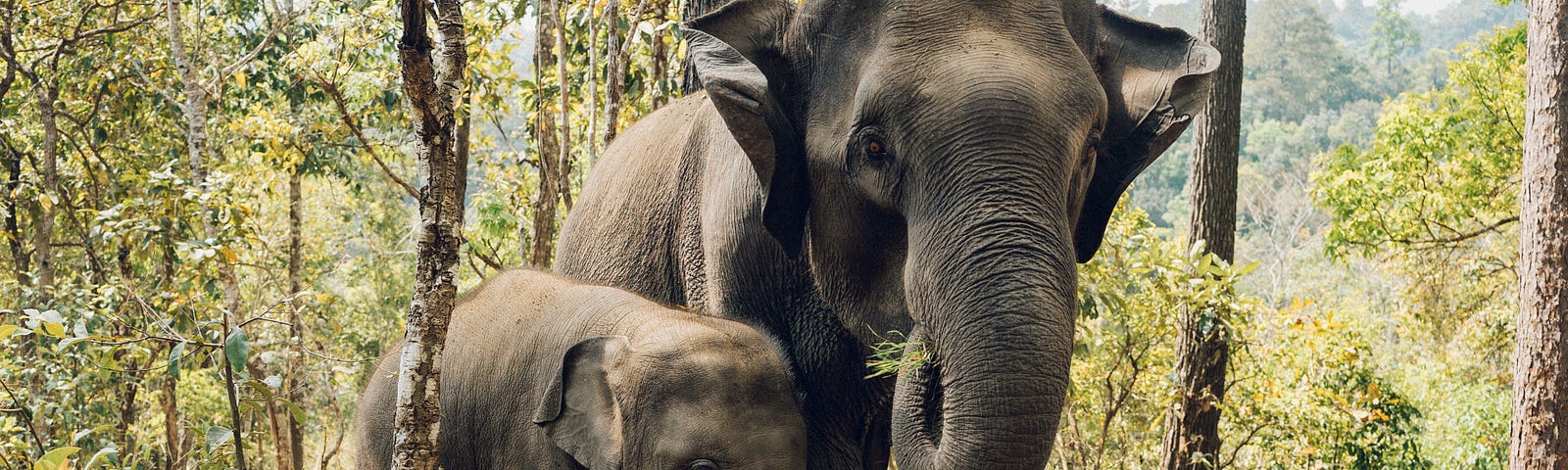 A mother and baby elephant walking through a forest.