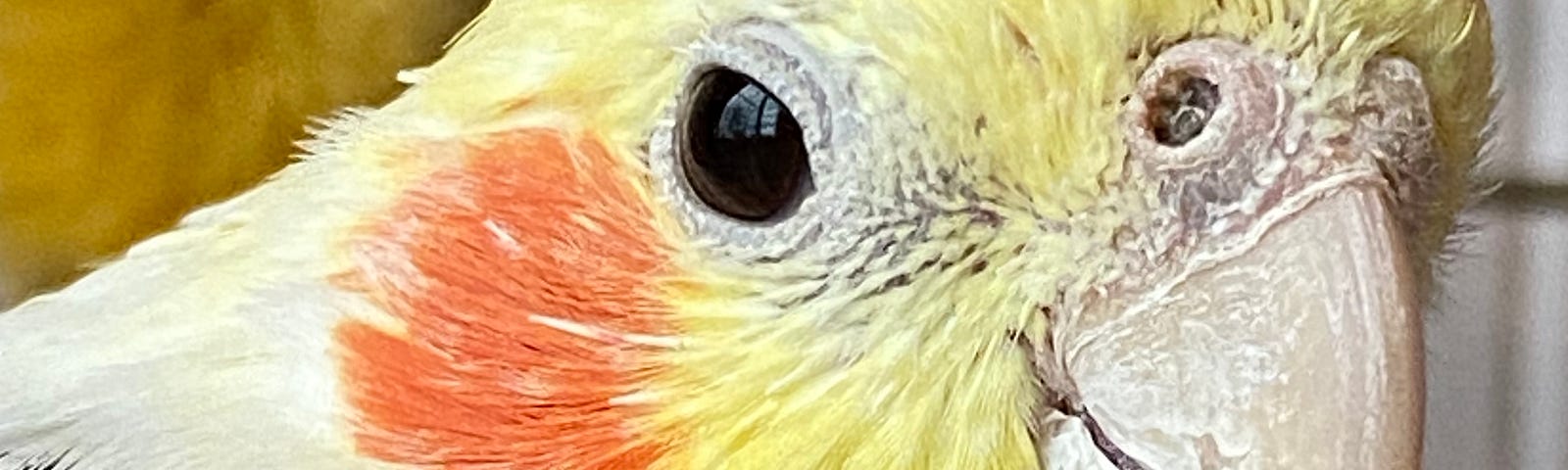 close up of cockatiel face