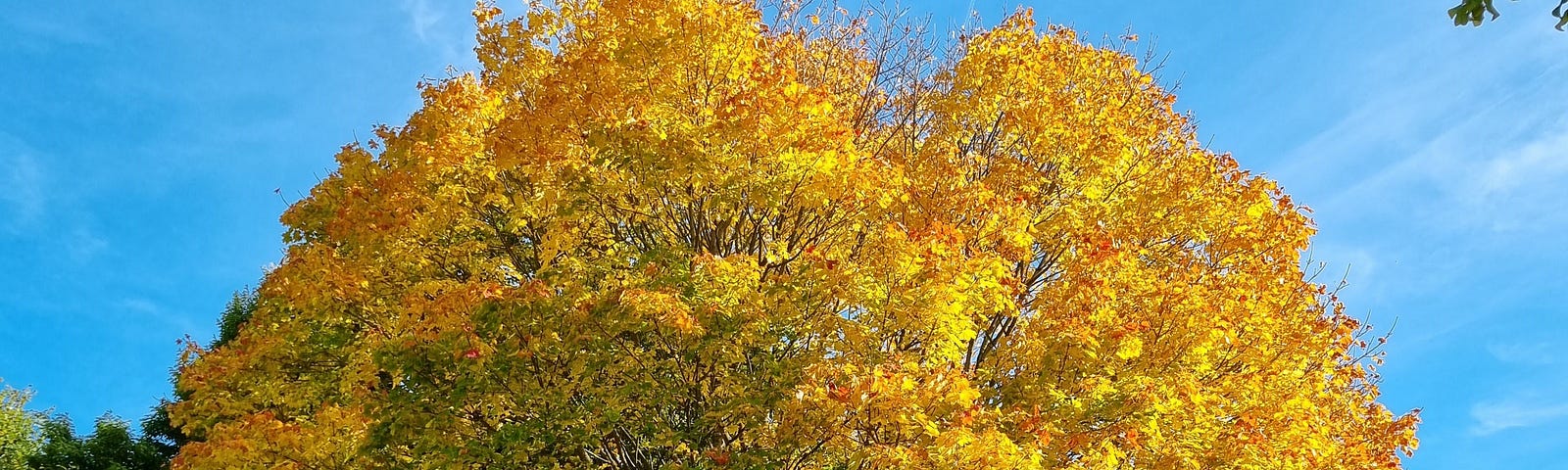 A large tree, the leaves are yellow, orange and green against a blue sky