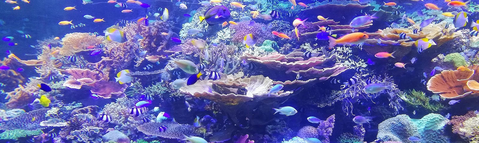 colorful photograph of a coral reef teeming with fish and multicolored aquatic plants and coral