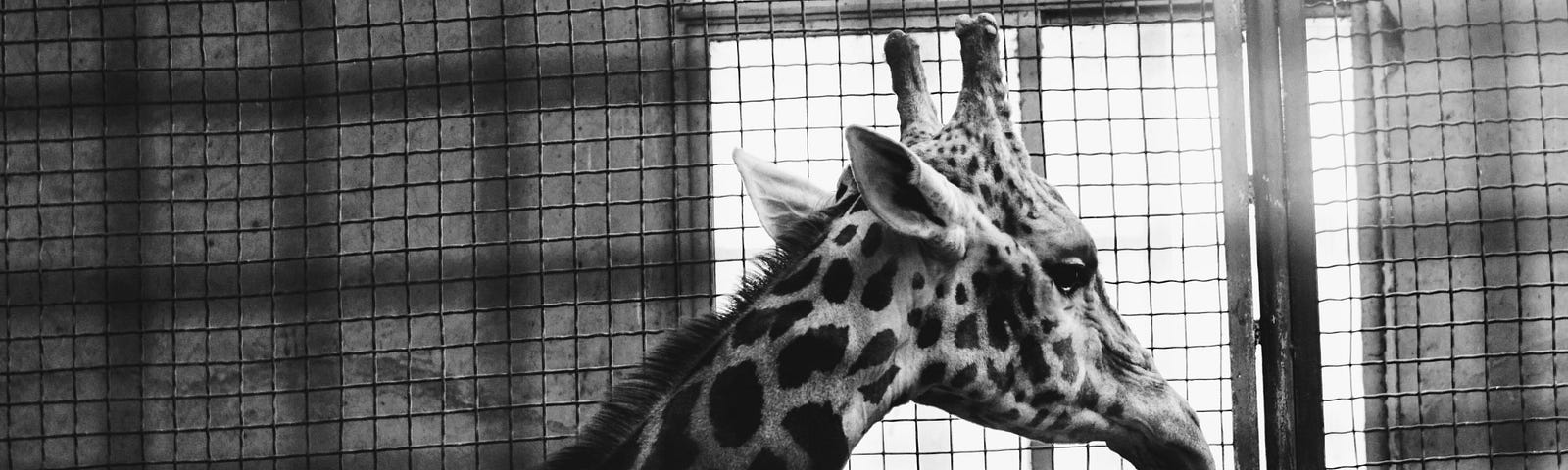 Black-and-white photo of a giraffe in a cage, looking out a window.