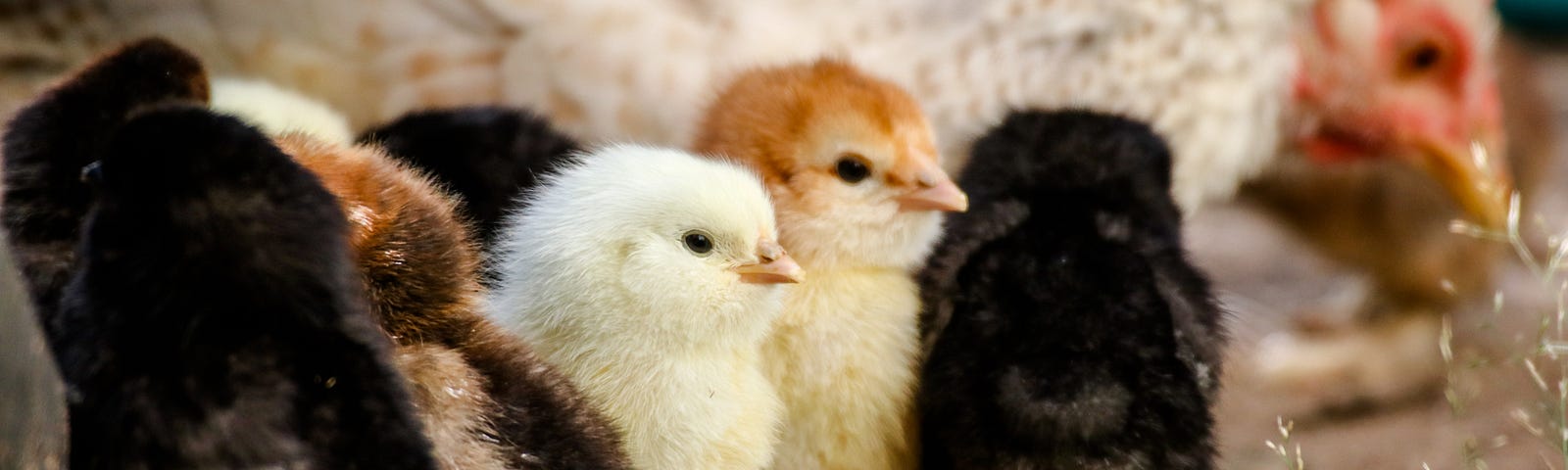 A group of different-colored chicks in front of a mother hen.