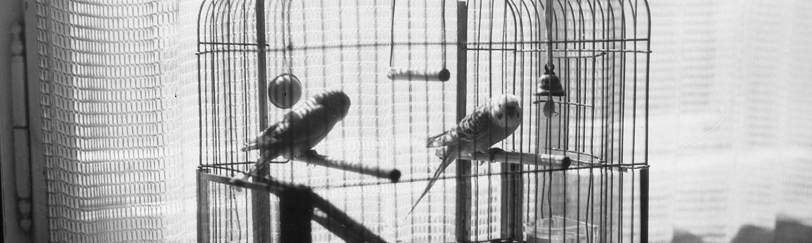 A black and white photo of two birds inside a cage.