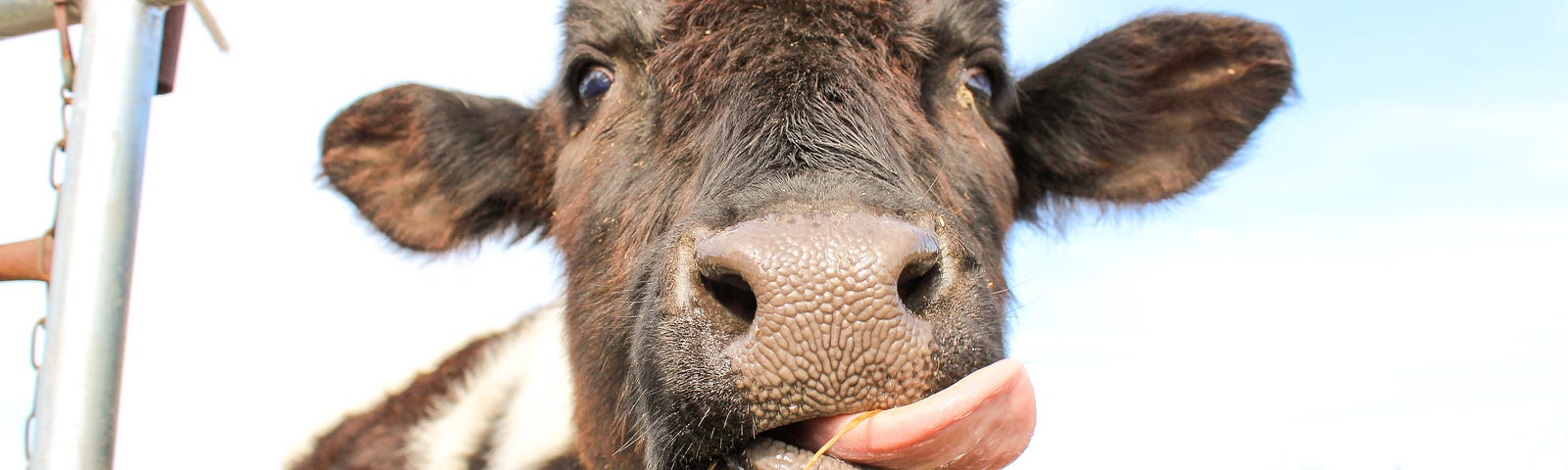 A cow peeking through a fence and looking at the camera with her tongue sticking out to the side