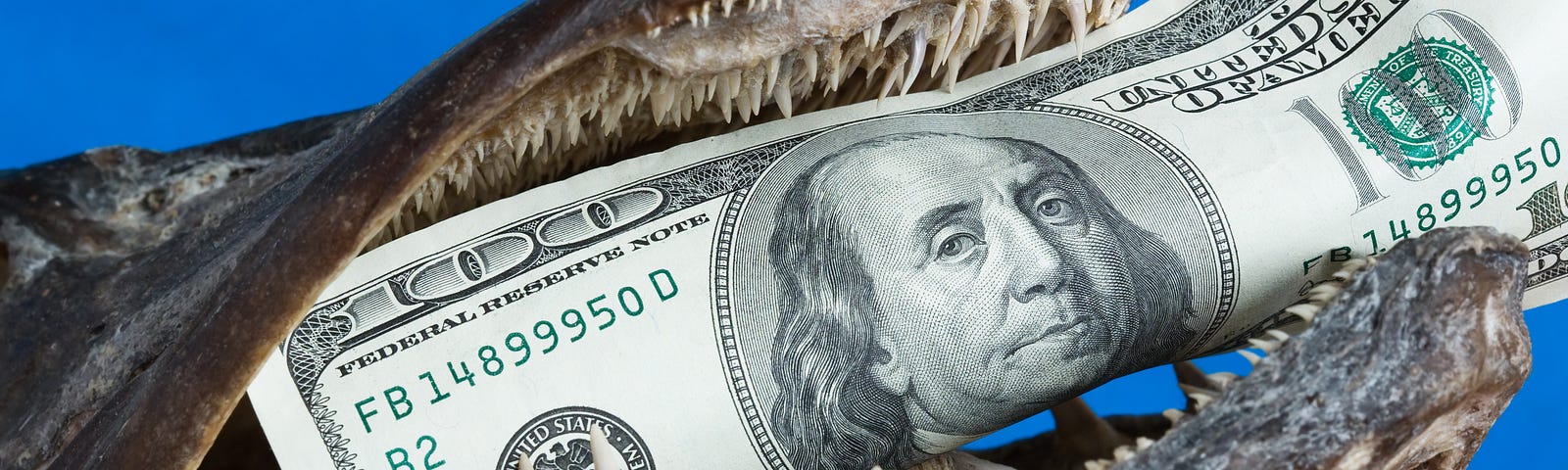 A close up of a fish with a one hundred dollar bill in its teeth