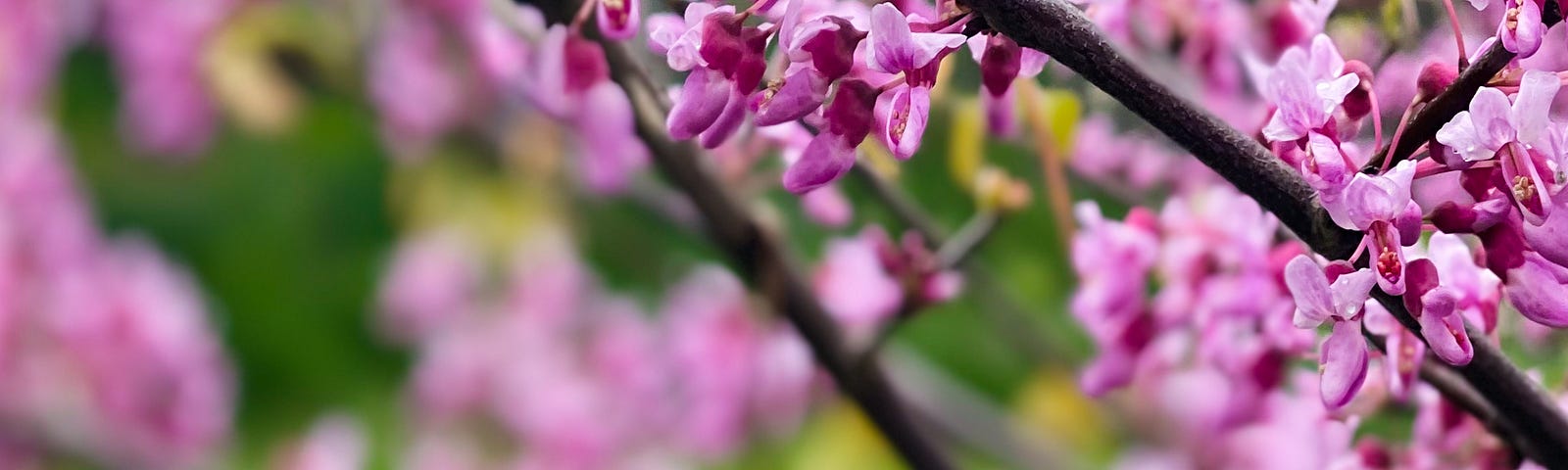 spring fling, pink floral blossom barnches, vivid green grass, daylight | © pockett dessert