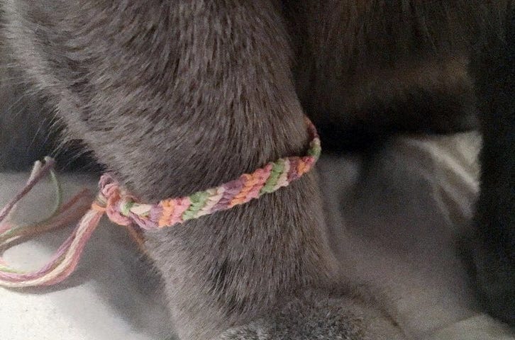 a gray cat paw with a pastel woven embroidery thread bracelet around his cat ankle