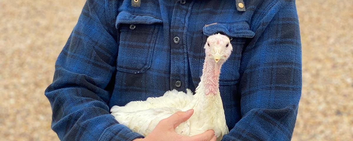 A person in a blue flannel shirt, mask, and hat holds a cute young white turkey who seems to be looking at the camera