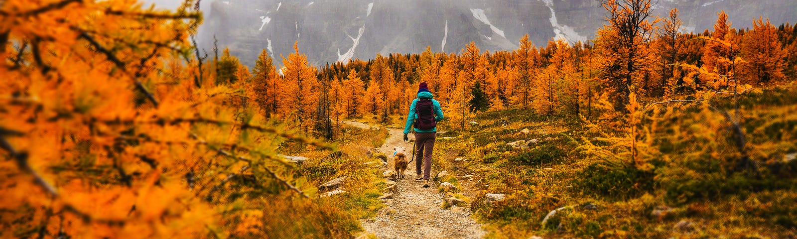 Man walking dog through autumnal trees and mountains in the distance.