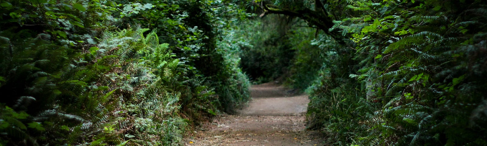 A path winding through woodland