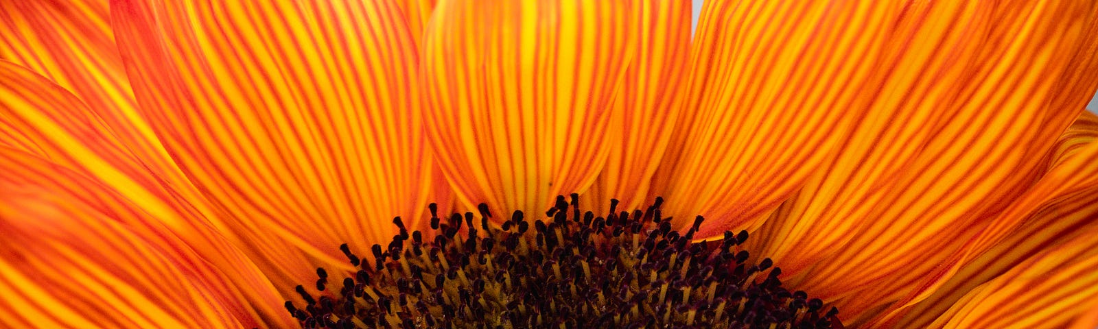 Top half of an orange-yellow sunflower, zoomed in