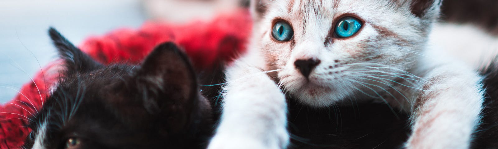 A white-and-tan kitten with bright blue eyes lying on top of a black-and-white kitten on the ground.