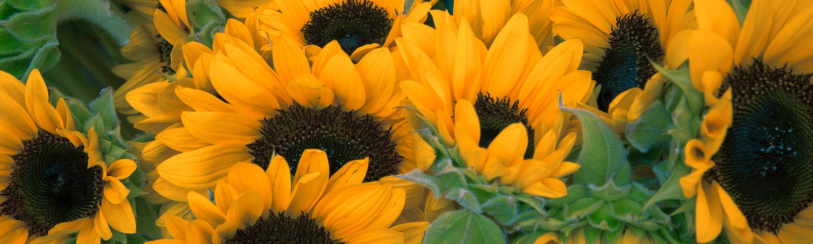 Sunflowers