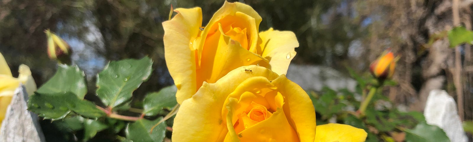 Two yellow roses framed by white pickets