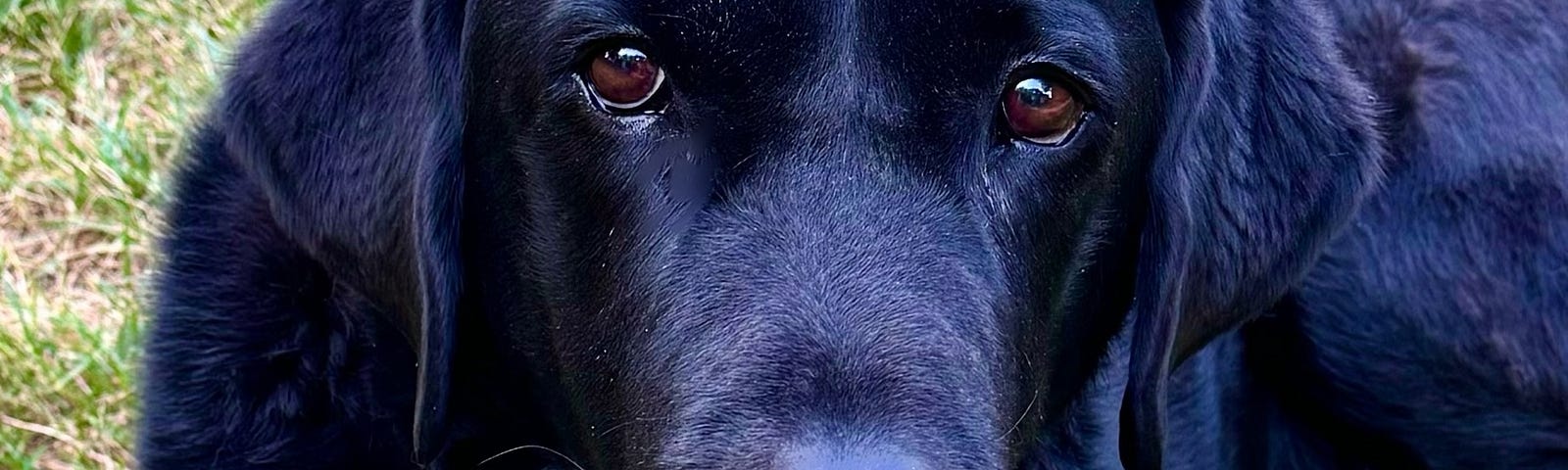 Picture of a black lab lying on the grass