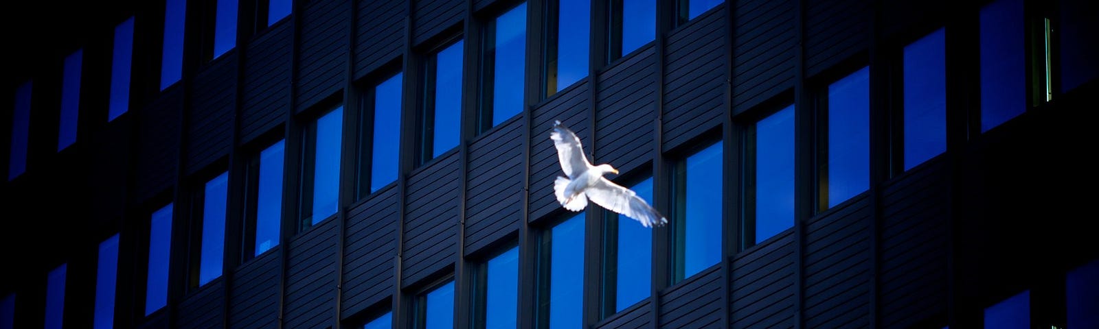 A photo of a dove flying across a building with blue-reflected windows.