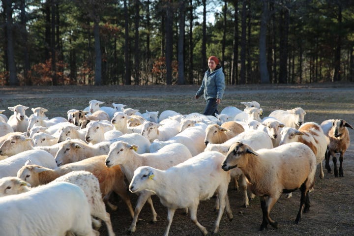 A person walking behind a large cluster of sheep with woods in the background.