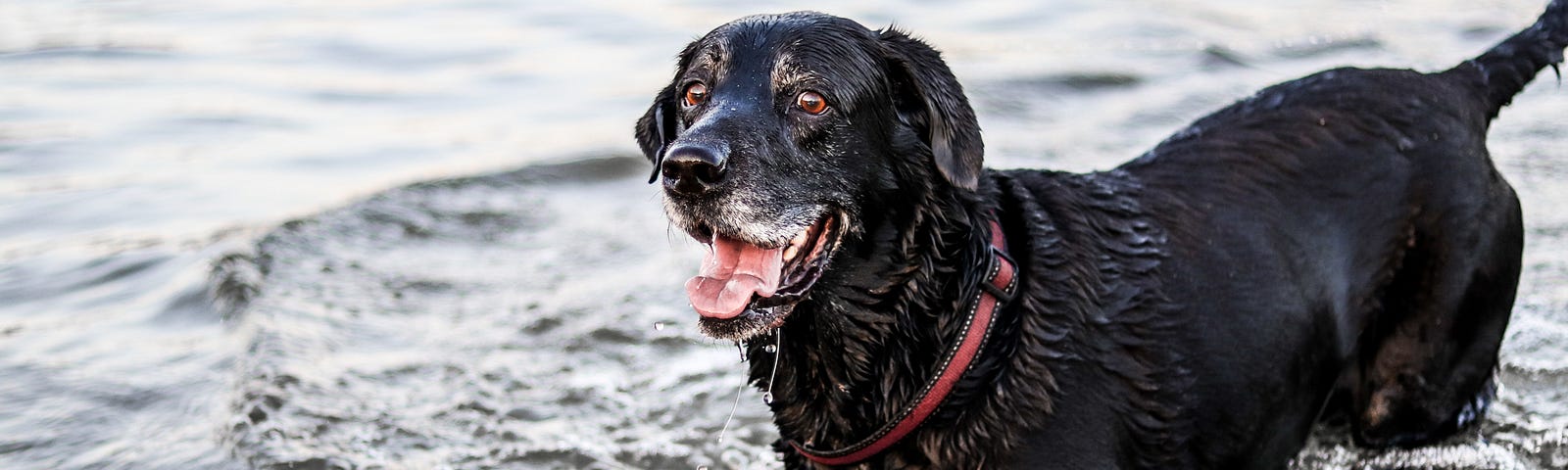 Black Lab with a grey muzzle and red collar, standing belly deep in water a stick floating in front of him