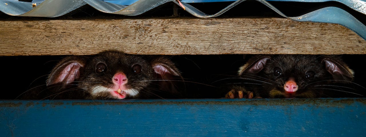 Two possums peek from under a metal roof with cute, almost-cartoon like expressions of curiosity on their faces