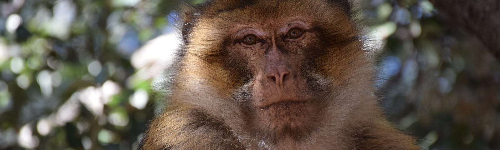 A macaque looking at the camera.