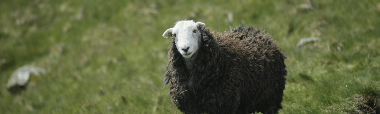 A sheep with black wool and a white head and legs standing on a field