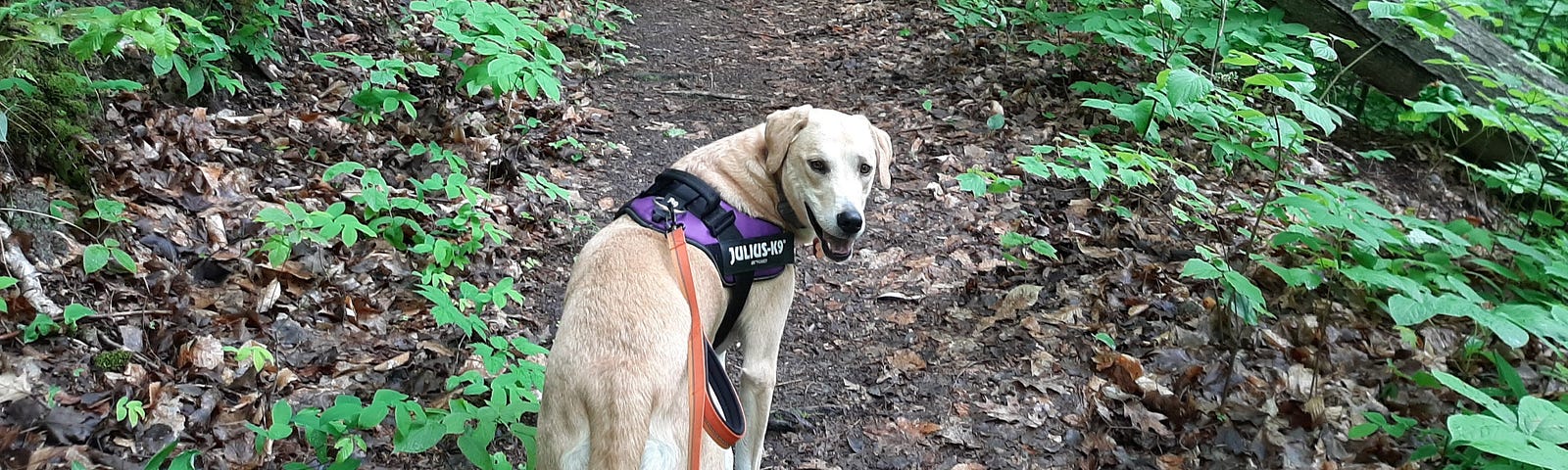 A large, golden dog turning around to smile at the camera while it is standing on a path in the woods.
