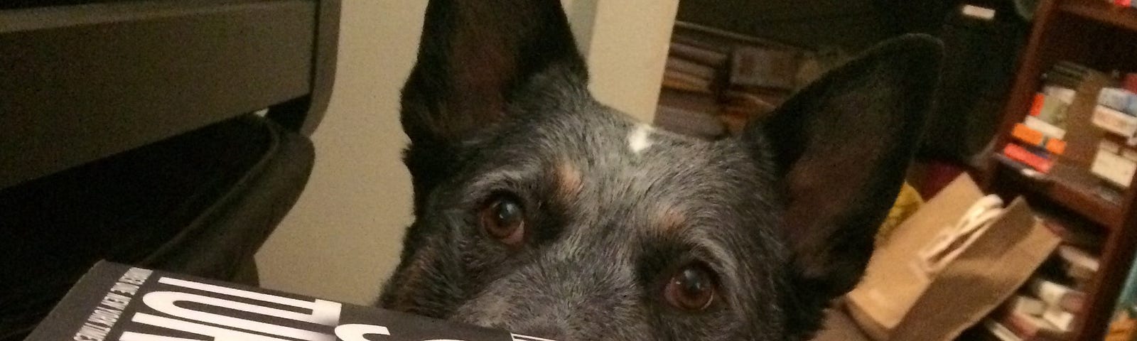 Pepsi, a blue heeler, looking at a roast potato over a wall of books