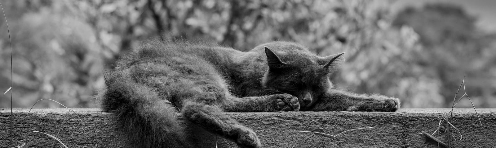 Black and white photo of a cat resting on a ledge.