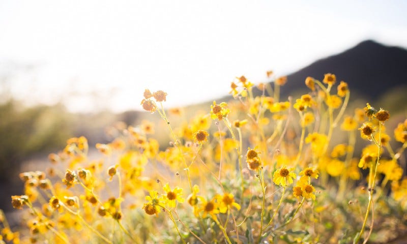 Yellow flowers on a sunny day.