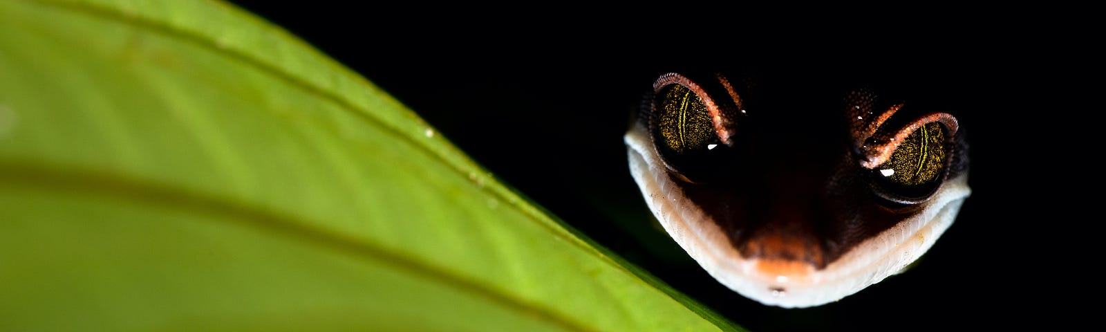 A gecko “smiles” in the darkness behind a bright green leaf, his eyes sparkling with a mischievous air