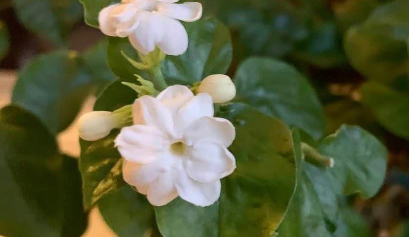 Close up of fragrant white Arabian Jasmine or motia flowers