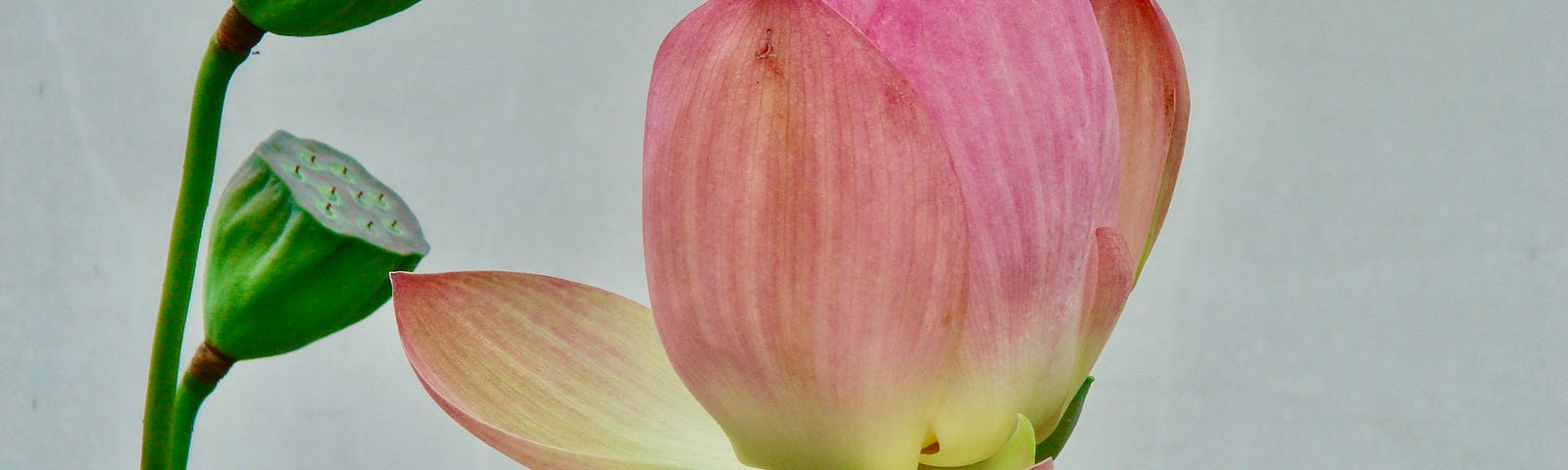 Growing flower against a pasty white background