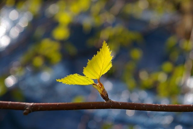 Image of a young, whippy twig showing new leaves, birch twig, spring growth in background