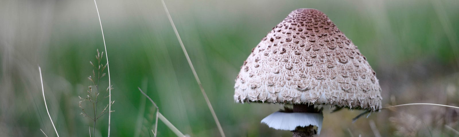 A single mushroom with a brown cap outside in a field. The grass in the background is blurry.