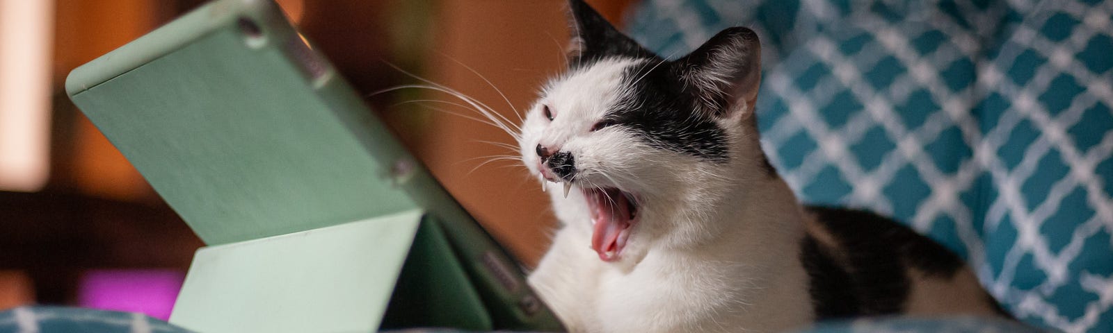 A cat lying down in front of a tablet screen and yawning.