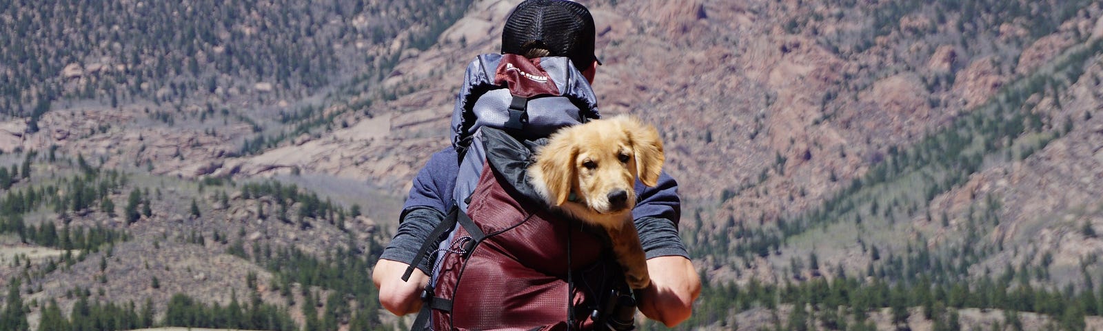 Dog in a hiker’s backpack in the mountains