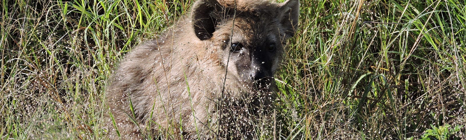 A hyaena cub stands in the green grass alone.
