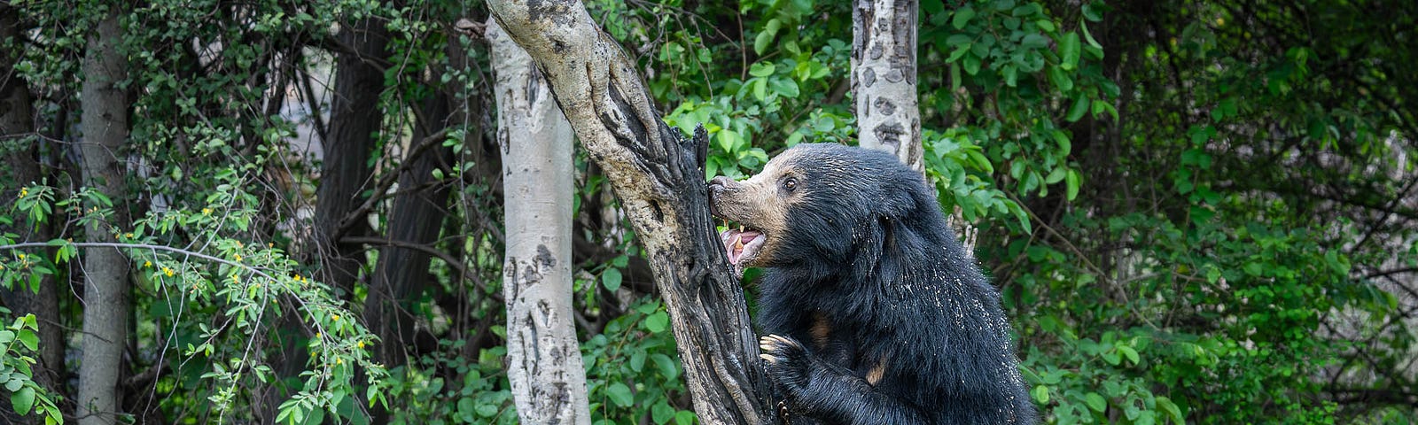 Sloth Bear at the Daroji Bear Sanctuar