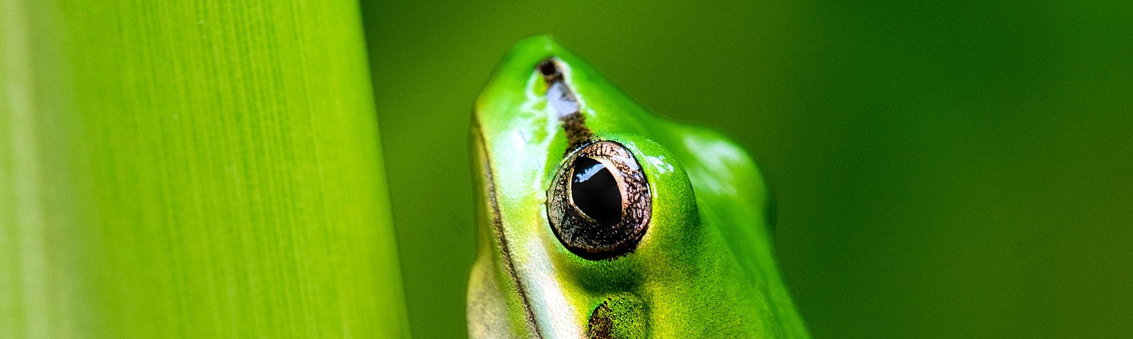 A bright green frog on a green stalk