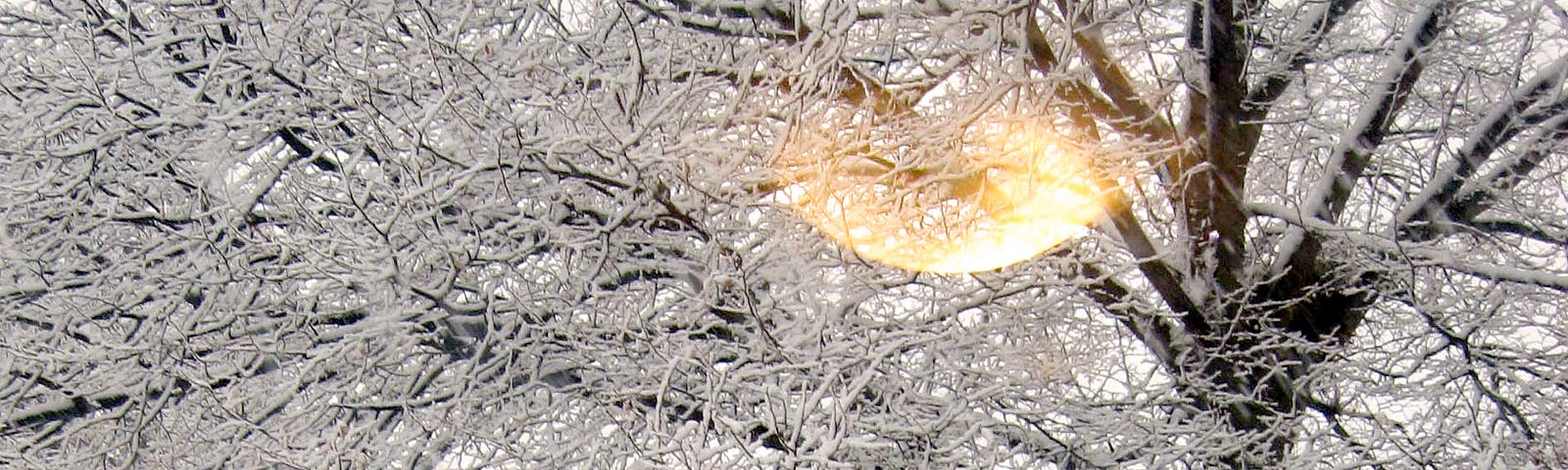 winter white, tree of life covered in snow | nature photography | © pockett dessert, snowfall