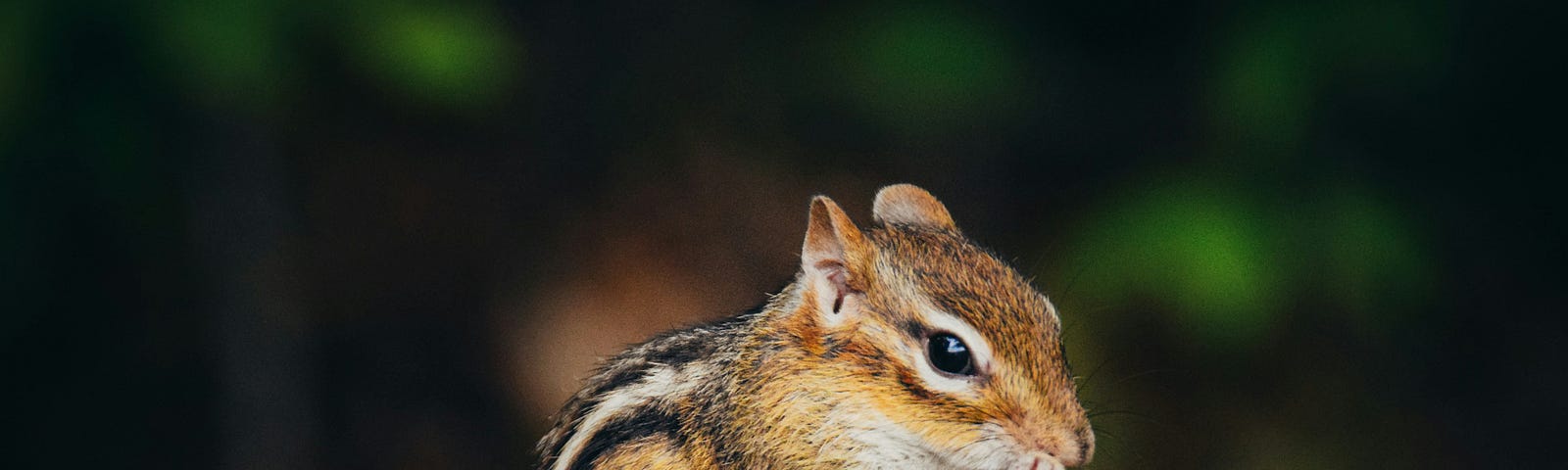 Picture of a chipmunk.