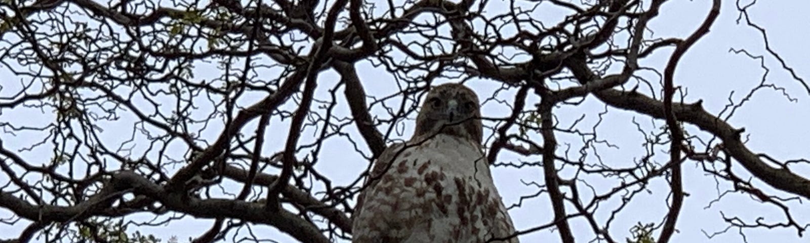 Hawk sitting in a winter tree